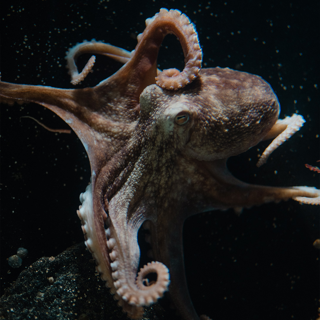 Silhuett av dame og barn forann fisketank akvarium